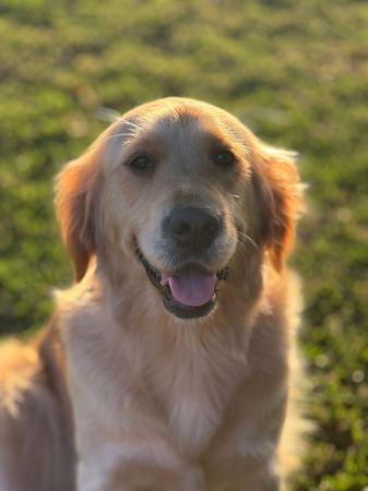 Golden Retriever for sale by KOORA