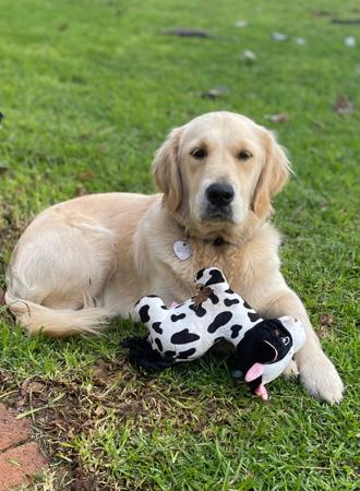 Golden Retriever for sale by KOORA