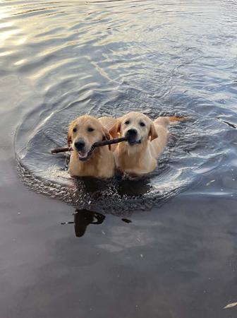 Golden Retriever for sale by KOORA