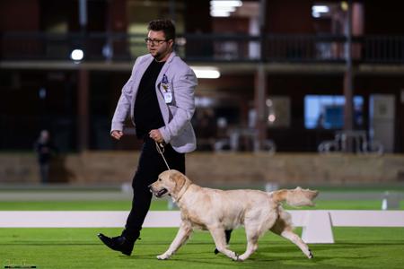 Golden Retriever for sale by KOORA