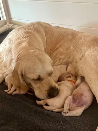Golden Retriever puppy for sale by KOORA