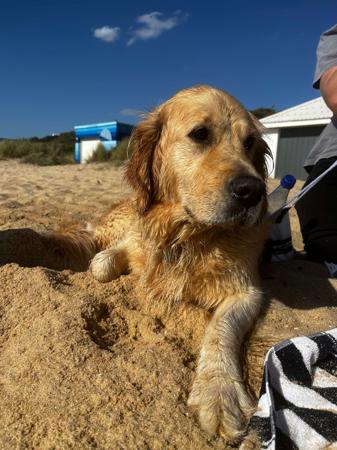 Golden Retriever for sale by ROSEMONTGOLD