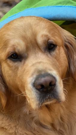 Golden Retriever for sale by ROSEMONTGOLD