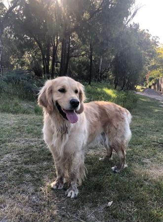 Golden Retriever for sale by ROSEMONTGOLD