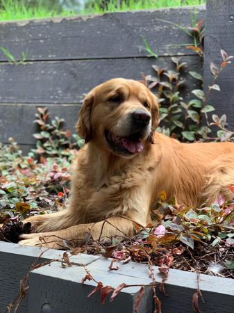 Golden Retriever for sale by ROSEMONTGOLD