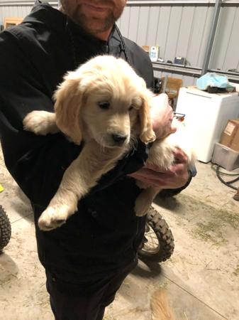 Golden Retriever for sale by ROSEMONTGOLD