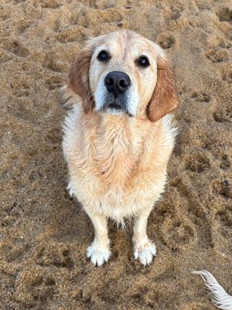 Golden Retriever for sale by ROSEMONTGOLD