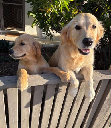 Golden Retriever for sale by ROSEMONTGOLD