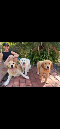 Golden Retriever for sale by ROSEMONTGOLD