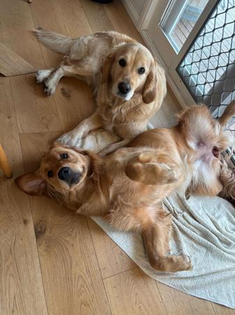 Golden Retriever for sale by ROSEMONTGOLD