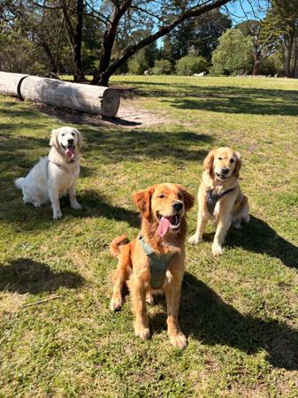 Golden Retriever for sale by ROSEMONTGOLD
