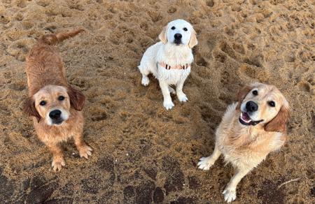 Golden Retriever for sale by ROSEMONTGOLD