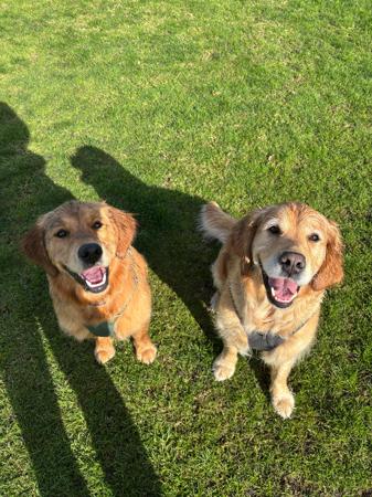 Golden Retriever for sale by ROSEMONTGOLD