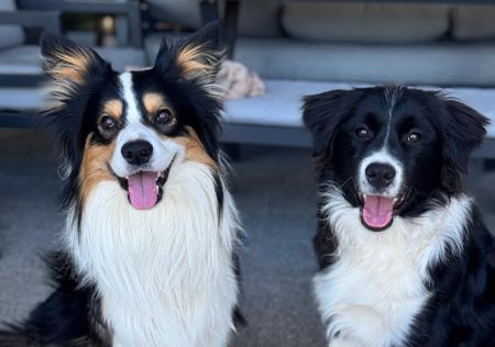 Border Collie for sale by BEAUSTRONG