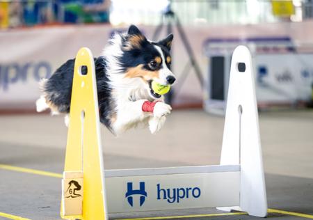 Border Collie for sale by BEAUSTRONG