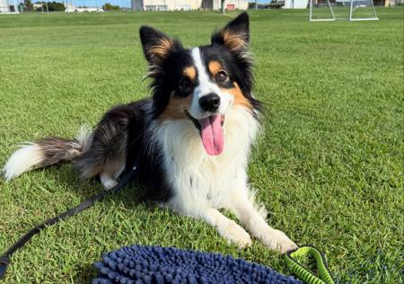 Border Collie for sale by BEAUSTRONG