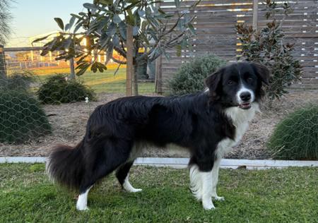 Border Collie for sale by BEAUSTRONG