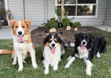 Border Collie for sale by BEAUSTRONG