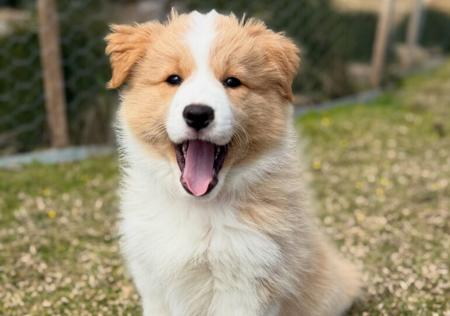 Border Collie for sale by BEAUSTRONG