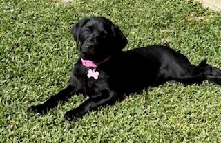 Labrador Retriever for sale by BELLUSLABZ