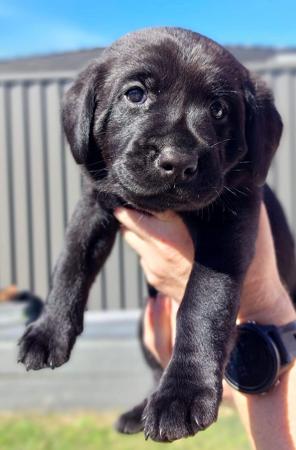 Labrador Retriever for sale by BELLUSLABZ