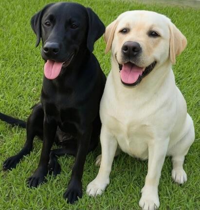 Labrador Retriever for sale by BELLUSLABZ