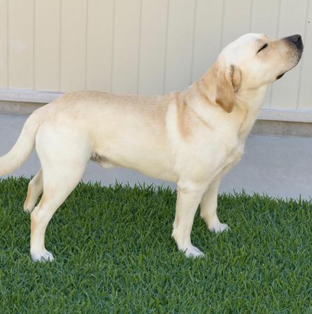 Labrador Retriever for sale by BELLUSLABZ