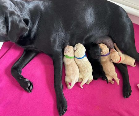 Labrador Retriever for sale by BELLUSLABZ