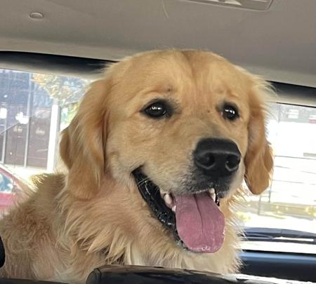 Golden Retriever for sale by FAUNAGOLD