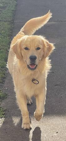 Golden Retriever for sale by FAUNAGOLD
