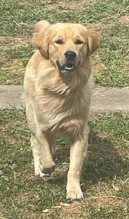 Golden Retriever for sale by FAUNAGOLD