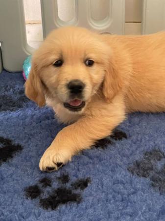Golden Retriever puppy for sale by FAUNAGOLD