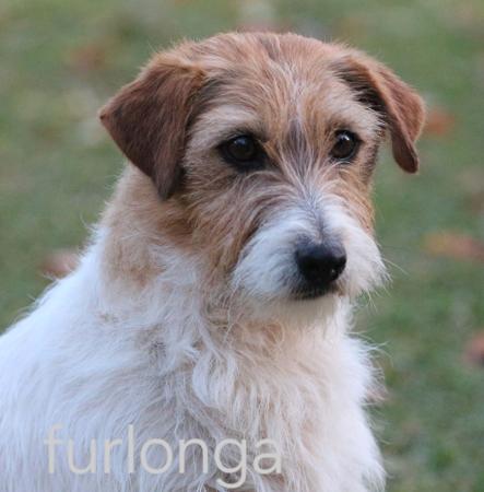 Jack Russell Terrier for sale by FURLONGA