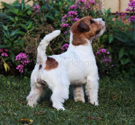 Jack Russell Terrier for sale by FURLONGA