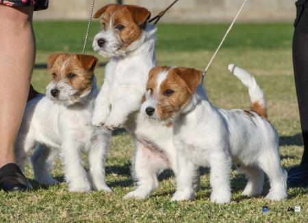 Jack Russell Terrier puppy for sale by FURLONGA