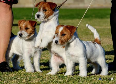 Jack Russell Terrier for sale by FURLONGA