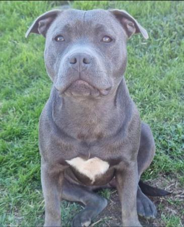 Staffordshire Bull Terrier for sale by BELLASCOE