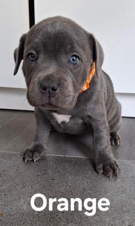 Staffordshire Bull Terrier for sale by BELLASCOE