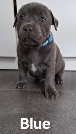 Staffordshire Bull Terrier for sale by BELLASCOE