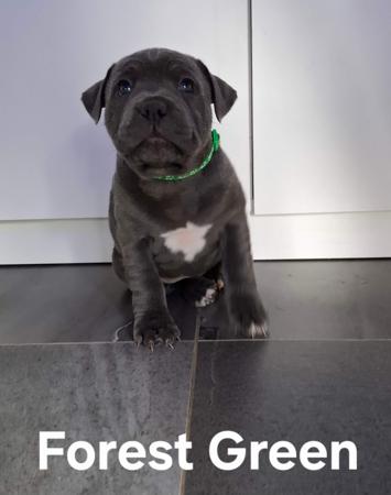 Staffordshire Bull Terrier for sale by BELLASCOE