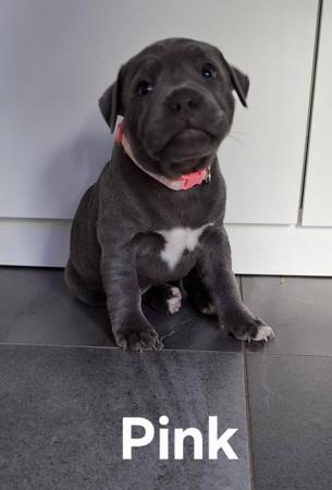 Staffordshire Bull Terrier for sale by BELLASCOE