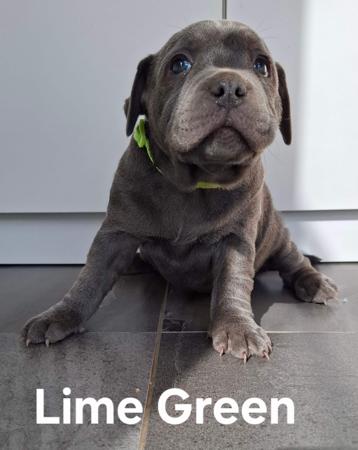 Staffordshire Bull Terrier for sale by BELLASCOE