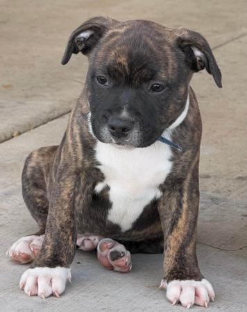 Staffordshire Bull Terrier for sale by BLESTDEHOND