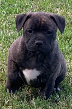 Staffordshire Bull Terrier for sale by BLESTDEHOND