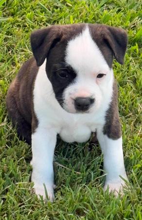 Staffordshire Bull Terrier for sale by BLESTDEHOND