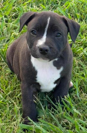Staffordshire Bull Terrier for sale by BLESTDEHOND