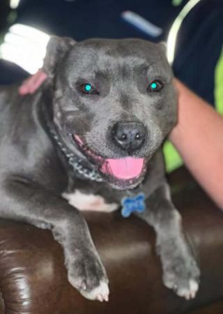 Staffordshire Bull Terrier for sale by BLESTDEHOND