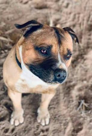 Staffordshire Bull Terrier for sale by BLESTDEHOND
