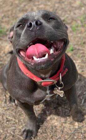 Staffordshire Bull Terrier for sale by BLESTDEHOND