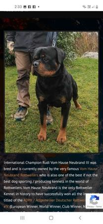 Rottweiler for sale by VONKONIGIN